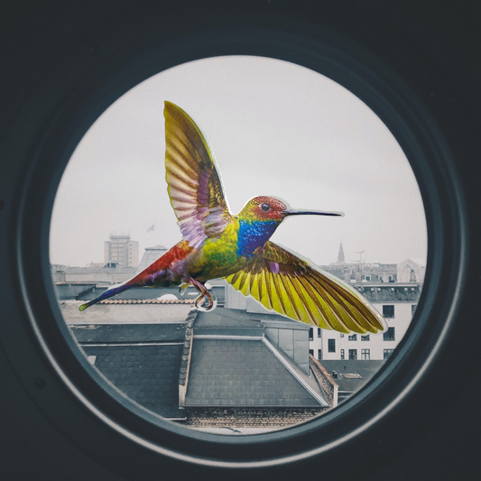Bird Window Sticker