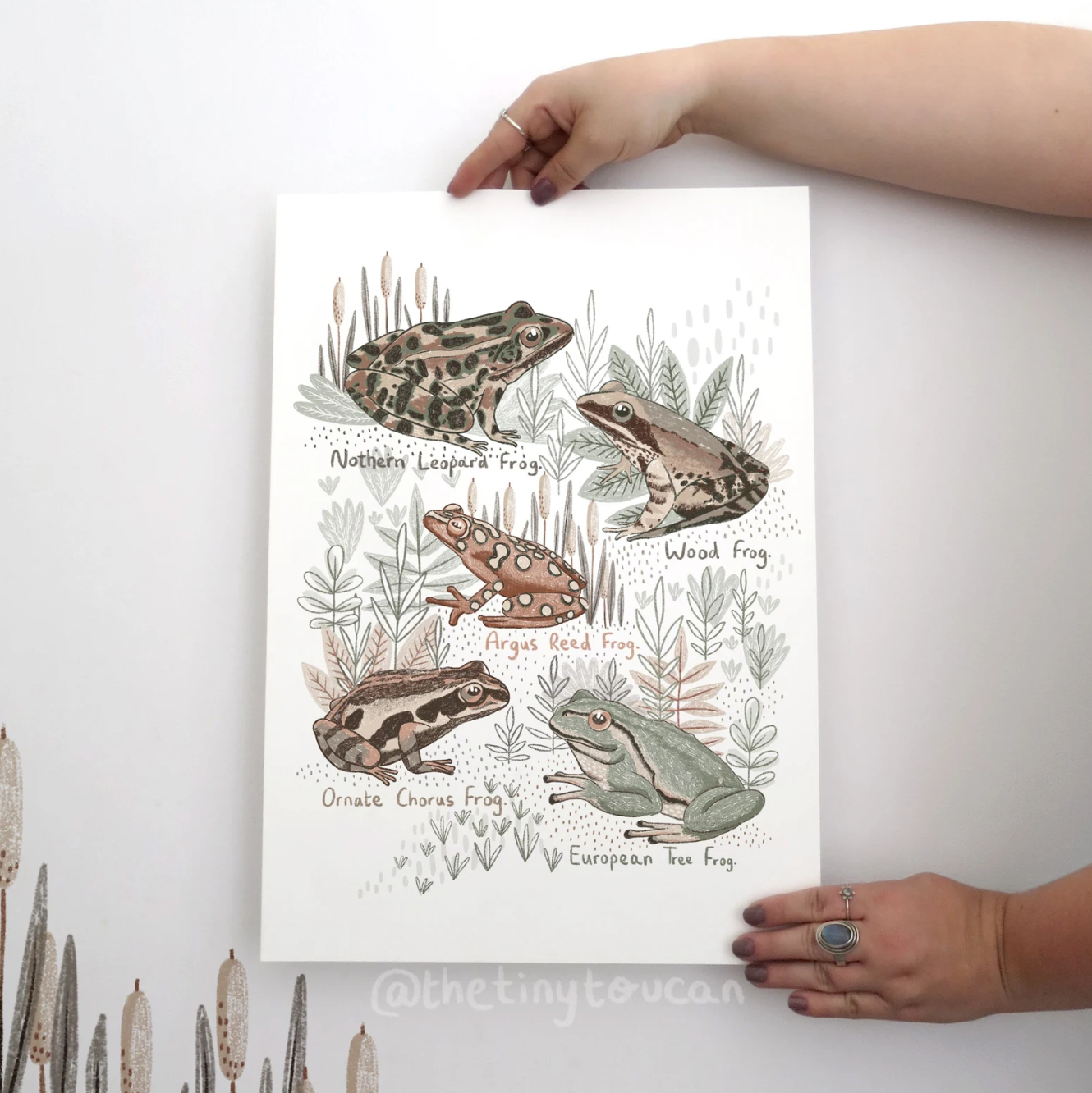 Frogs A4 Print