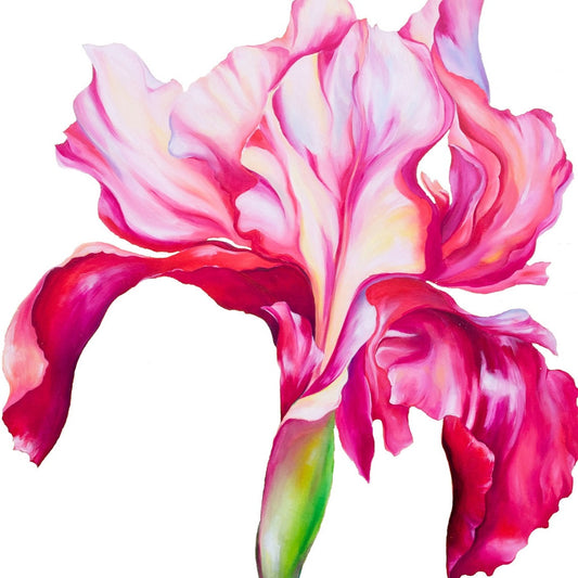Pink Iris A3 Print